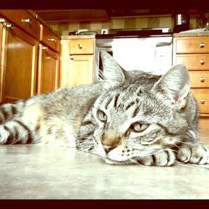 Meet your Posher, Hootlane